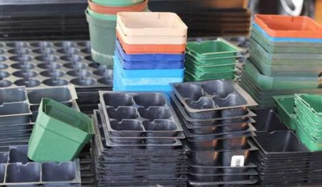 Growing from Seed: What the Packets Don’t Tell You Image